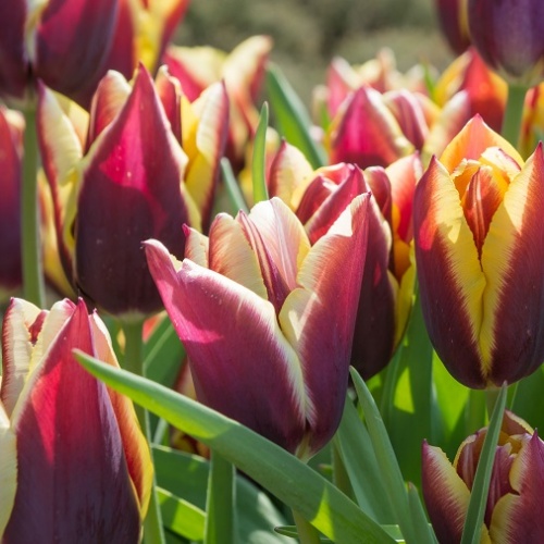 Tulip Bulbs - Gavota